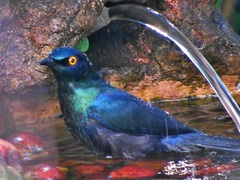 Notopholia corusca