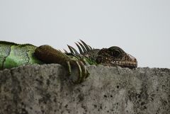 Iguana iguana