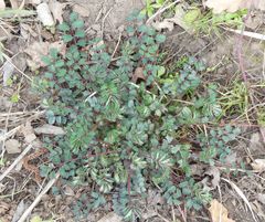 Sanguisorba officinalis