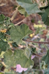Malva subovata