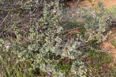 Malva subovata