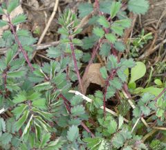 Sanguisorba officinalis