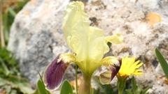 Iris pseudopumila