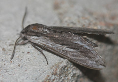 Sphinx vanbuskirki