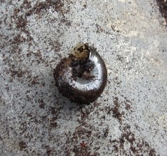 Morlina glabra