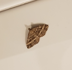 Chrysolarentia subrectaria