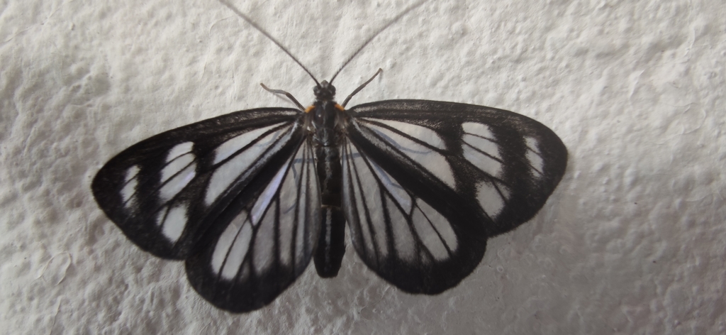 Dioptis restricta
