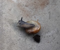 Oxychilus draparnaudi