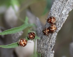 Orsilochides stictica