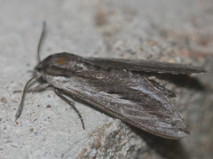Sphinx vanbuskirki