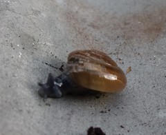 Oxychilus draparnaudi