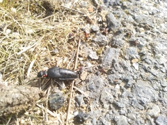 Physomeloe corallifer