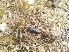 Physomeloe corallifer