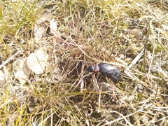 Physomeloe corallifer