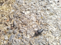 Physomeloe corallifer