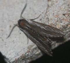 Sphinx vanbuskirki