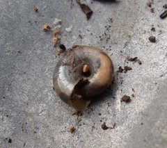 Oxychilus draparnaudi