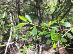 Erythroxylum australe