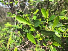 Erythroxylum australe