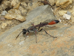 Ammophila heydeni