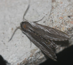 Sphinx vanbuskirki
