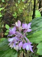 Calanthe sylvatica