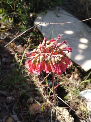 Kalanchoe delagoensis