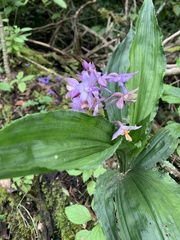 Calanthe sylvatica