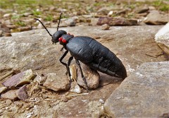 Physomeloe corallifer