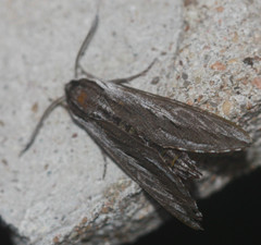 Sphinx vanbuskirki