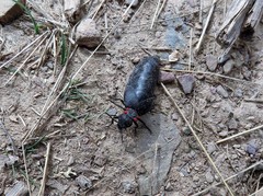 Physomeloe corallifer