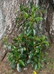 Ficus macrophylla