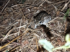 Bufotes viridis balearicus