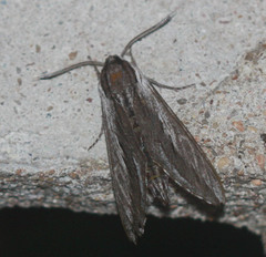 Sphinx vanbuskirki