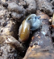 Oxychilus draparnaudi