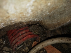 Bufotes viridis balearicus