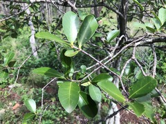 Elaeodendron australe australe