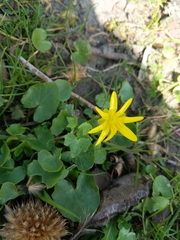 Ficaria verna