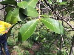 Elaeodendron australe australe