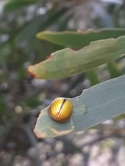 Paropsisterna hectica