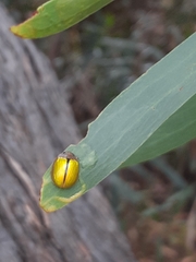 Paropsisterna hectica