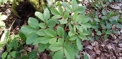 Paeonia mascula