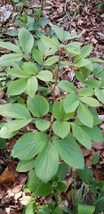 Paeonia mascula