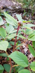 Paeonia mascula