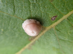 Ceroplastes rusci