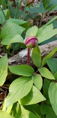 Paeonia mascula