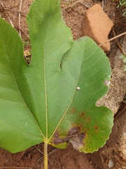 Ceroplastes rusci