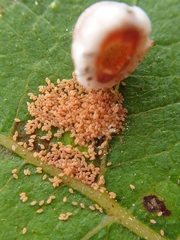 Ceroplastes rusci