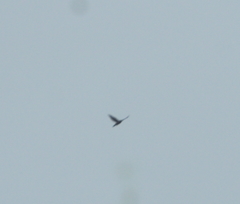 Accipiter nisus