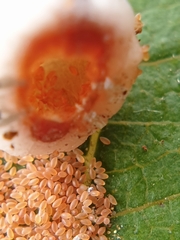 Ceroplastes rusci
